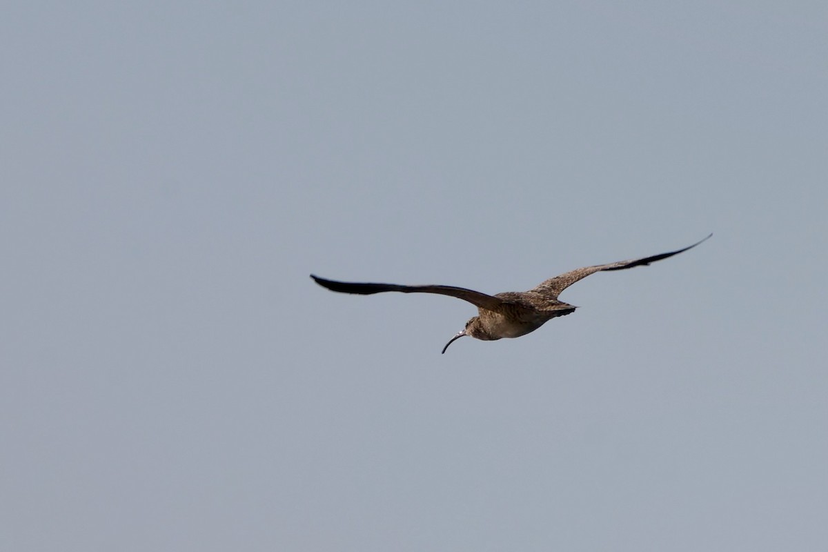 アメリカダイシャクシギ - ML644454850