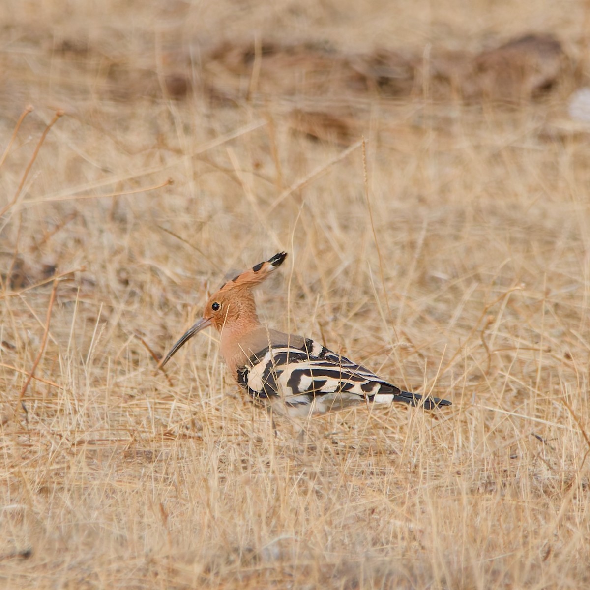 ヤツガシラ - ML644454852