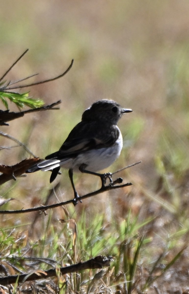 クロズキンヒタキ - ML644454854