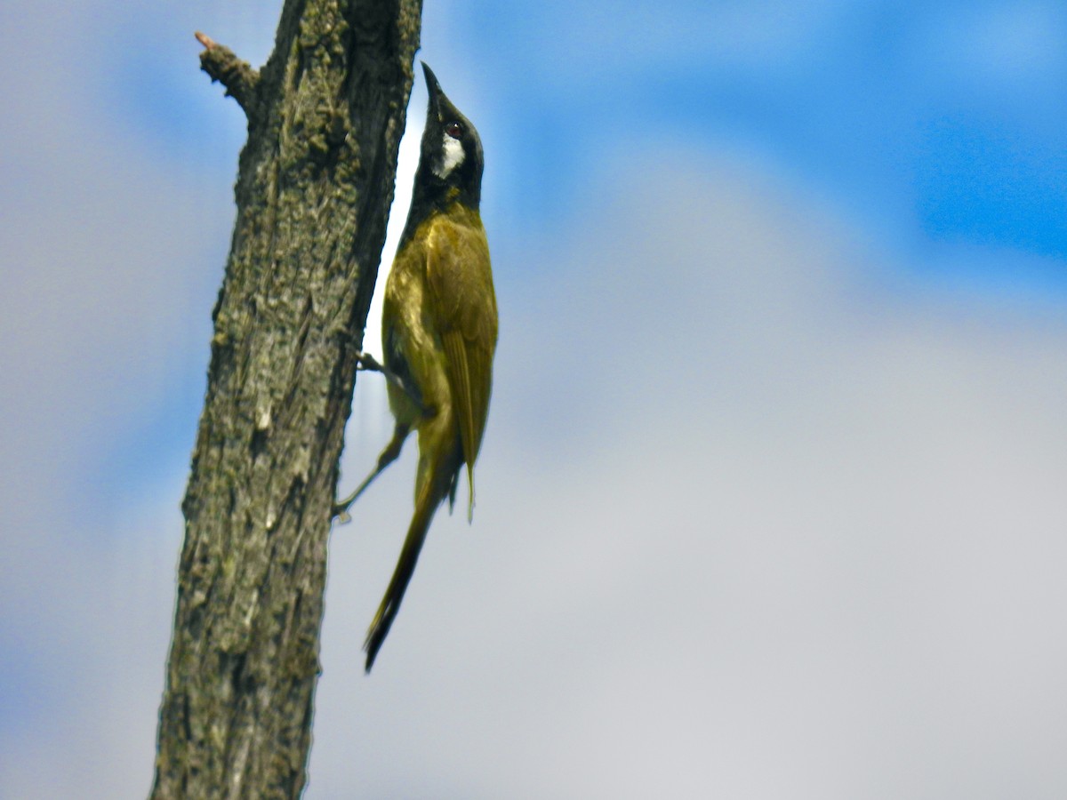White-eared Honeyeater - ML644454855