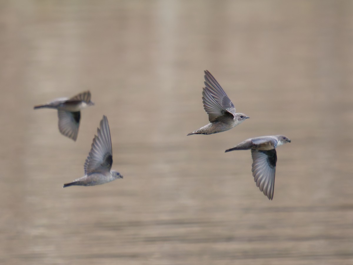 Харагчин хараацай - ML644454862