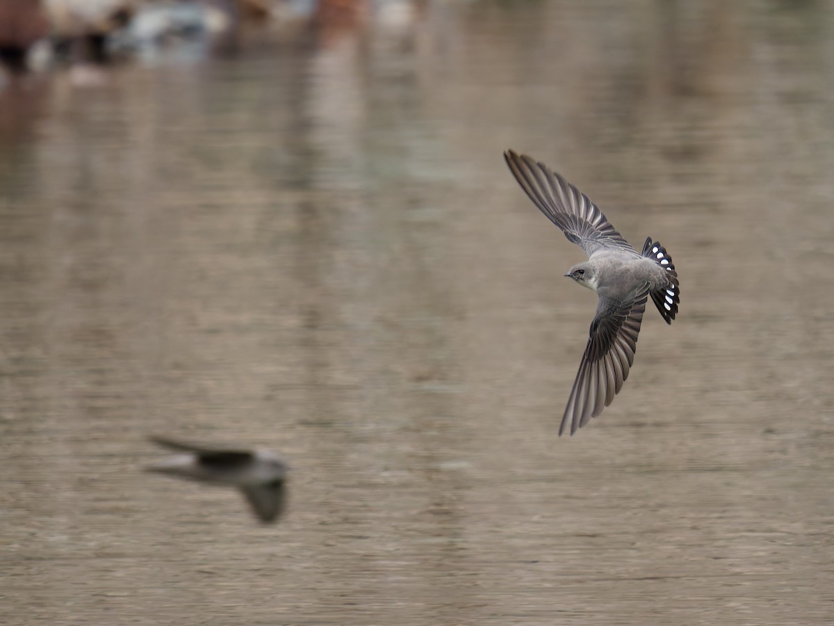 Харагчин хараацай - ML644454863