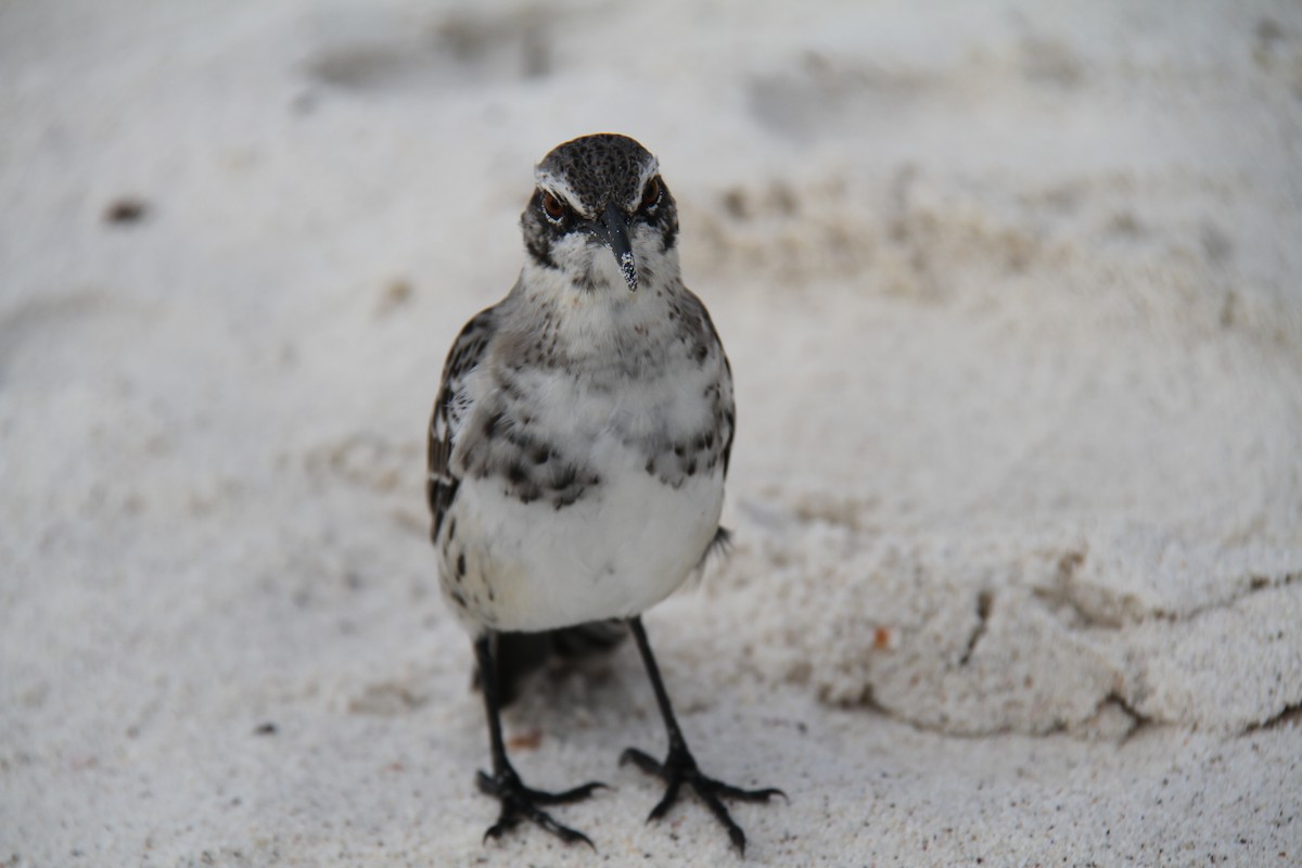 Española Mockingbird - ML644454865