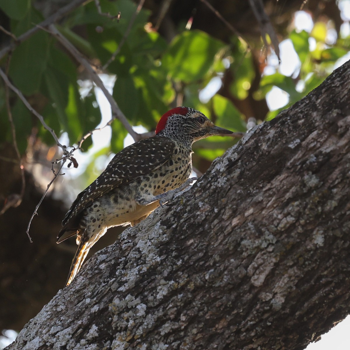 Nubian Woodpecker - ML644454867