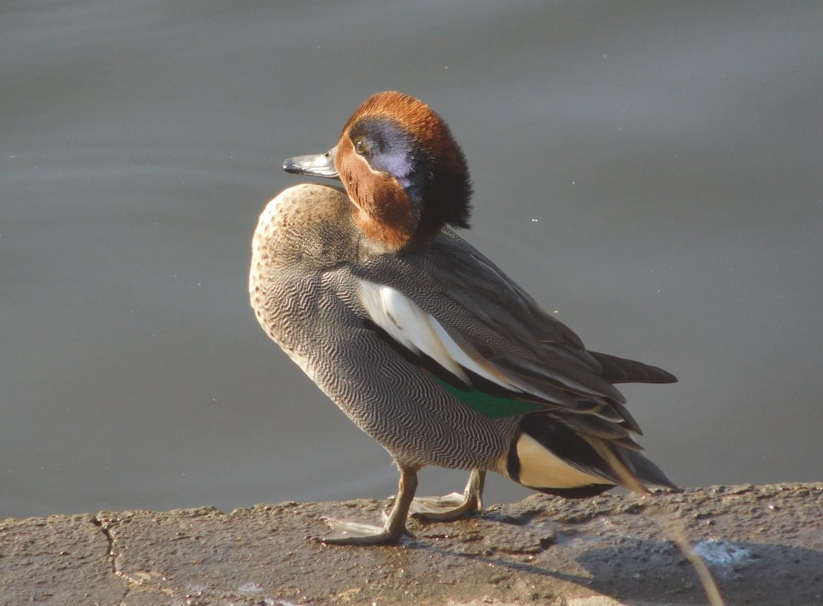 Green-winged Teal - ML644454870