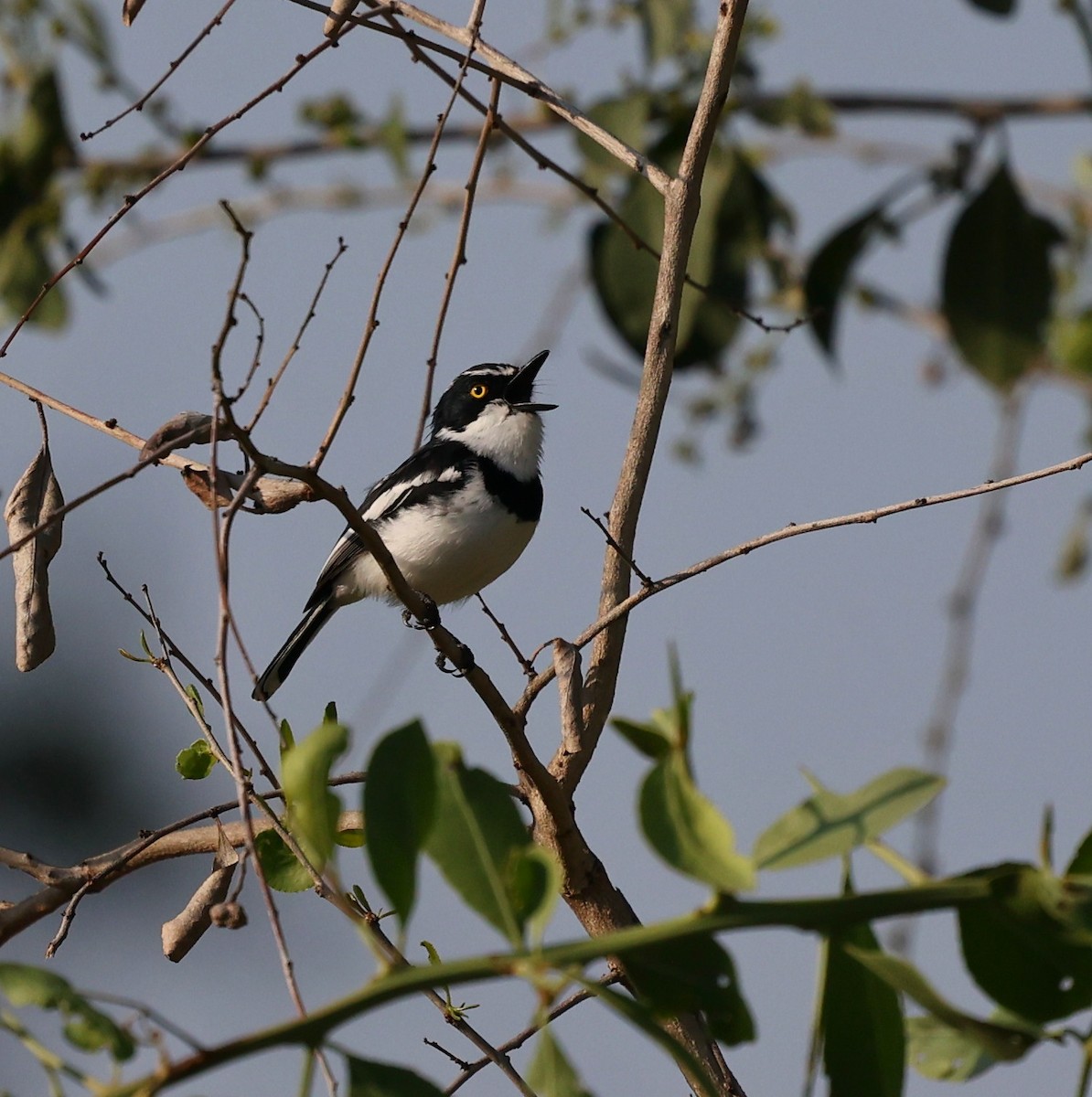 Western Black-headed Batis - ML644454871