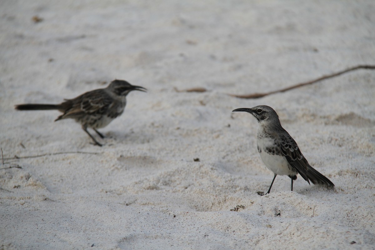 Española Mockingbird - ML644454872