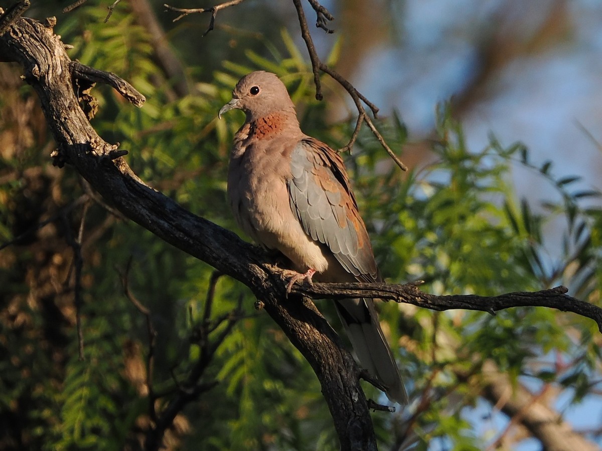 Малая горлица - ML644454874