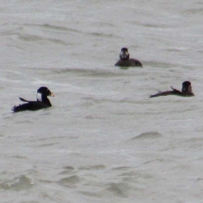 brilleand - ML644454876