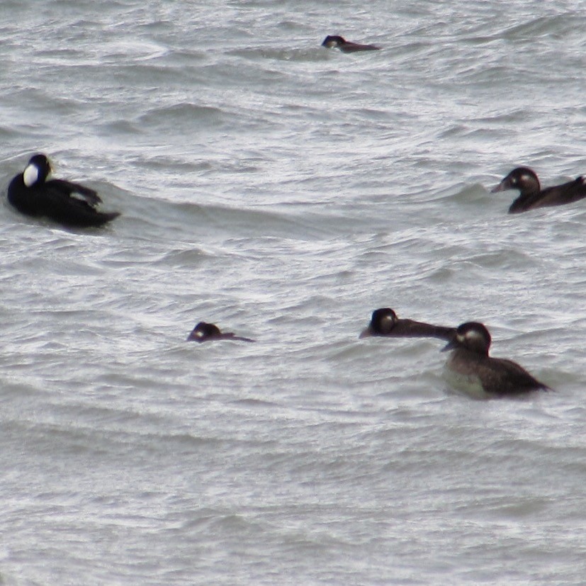 brilleand - ML644454877