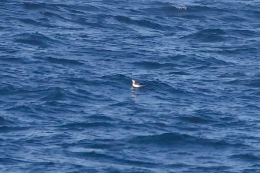 Кайра тонкодзьоба - ML644454883