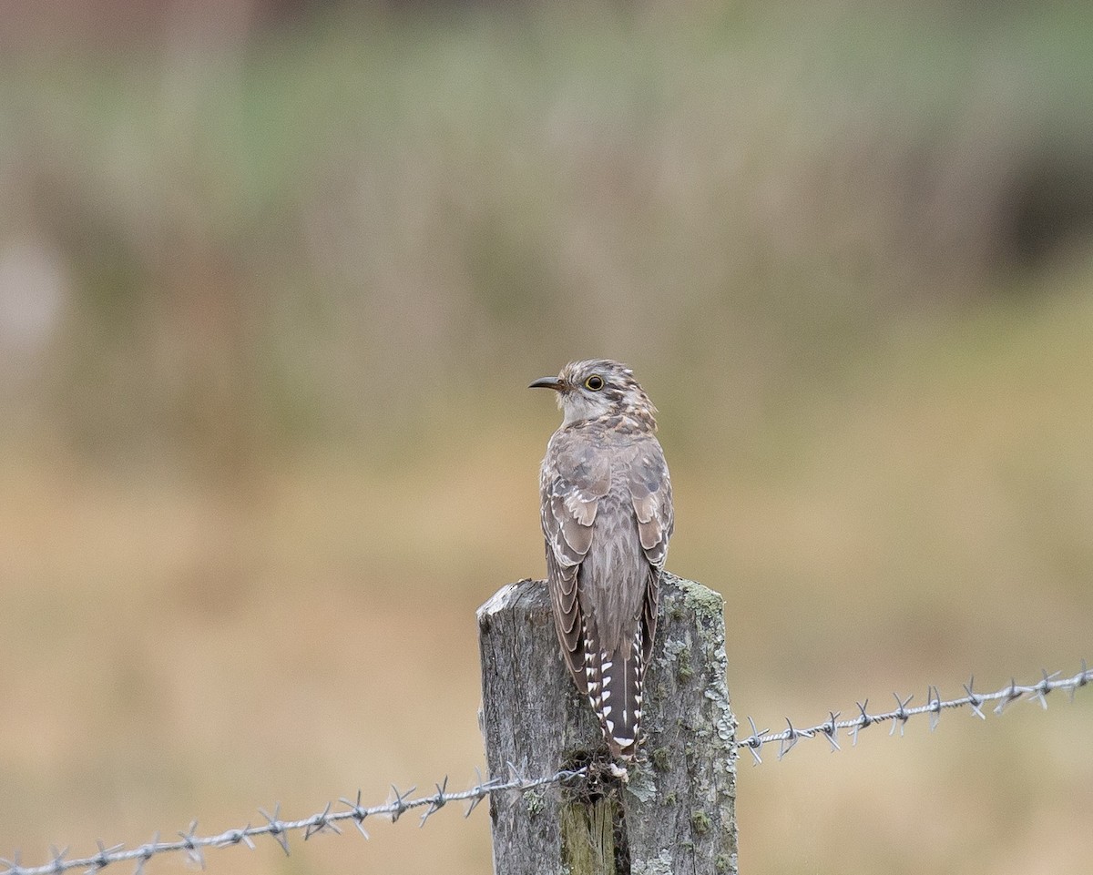 Pallid Cuckoo - ML644454891
