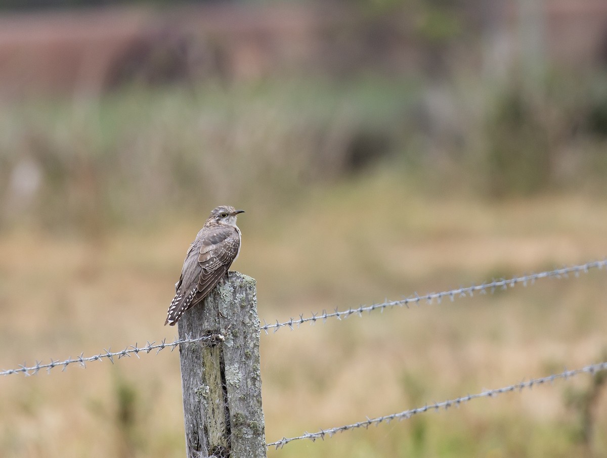 Pallid Cuckoo - ML644454892
