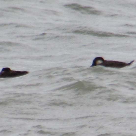 amerikasvartand - ML644454894