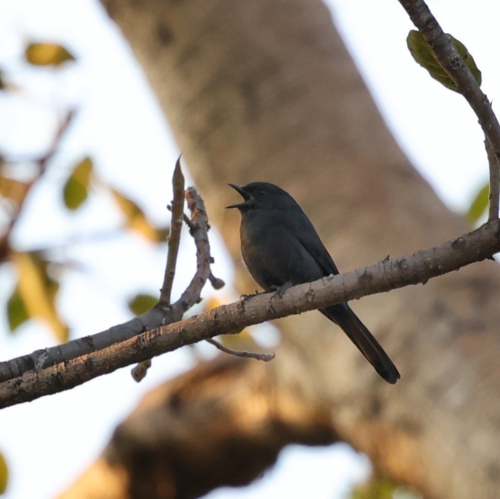 Gobemouche drongo - ML644454895