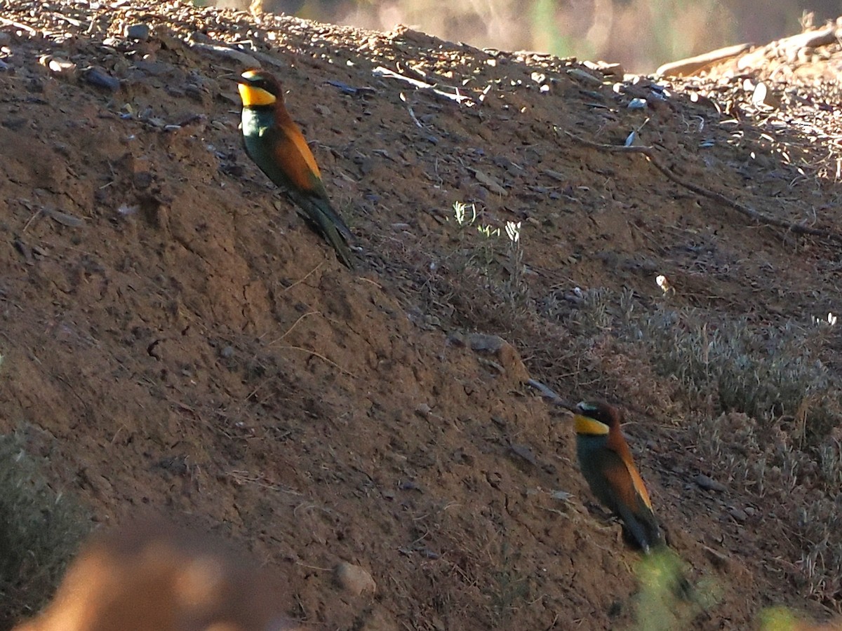 bieter - ML644454896