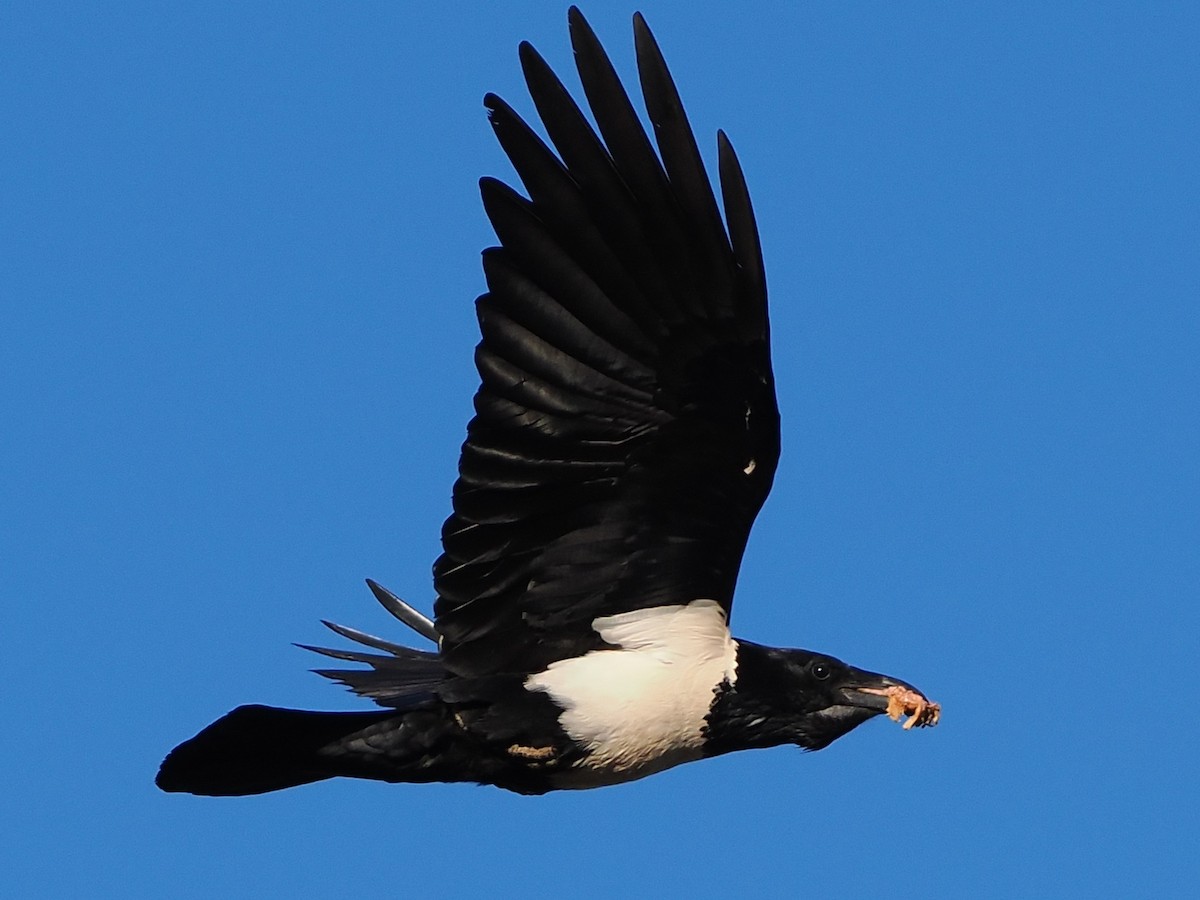 vrána černobílá - ML644454899