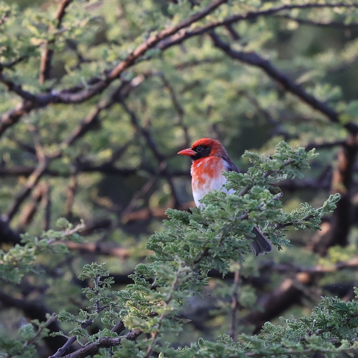 Red-headed Weaver - ML644454903
