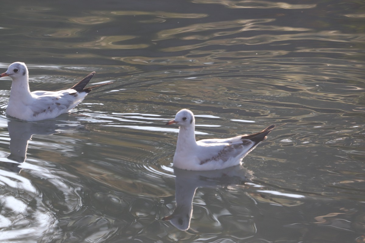 Хүрэн толгойт цахлай - ML644454904