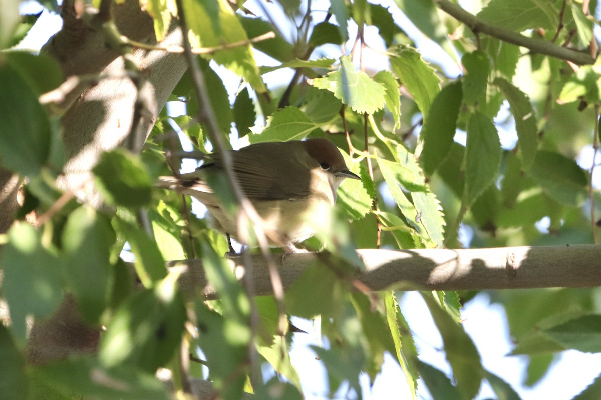 Халимагт зэржгэнэ - ML644454914