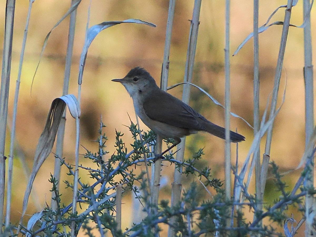 Rousserolle effarvatte - ML644454918