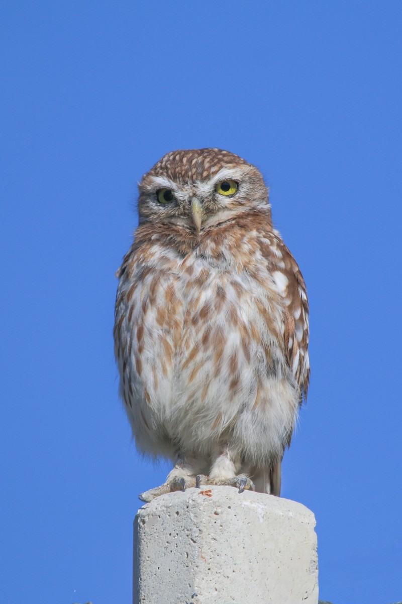 Little Owl - ML644454926