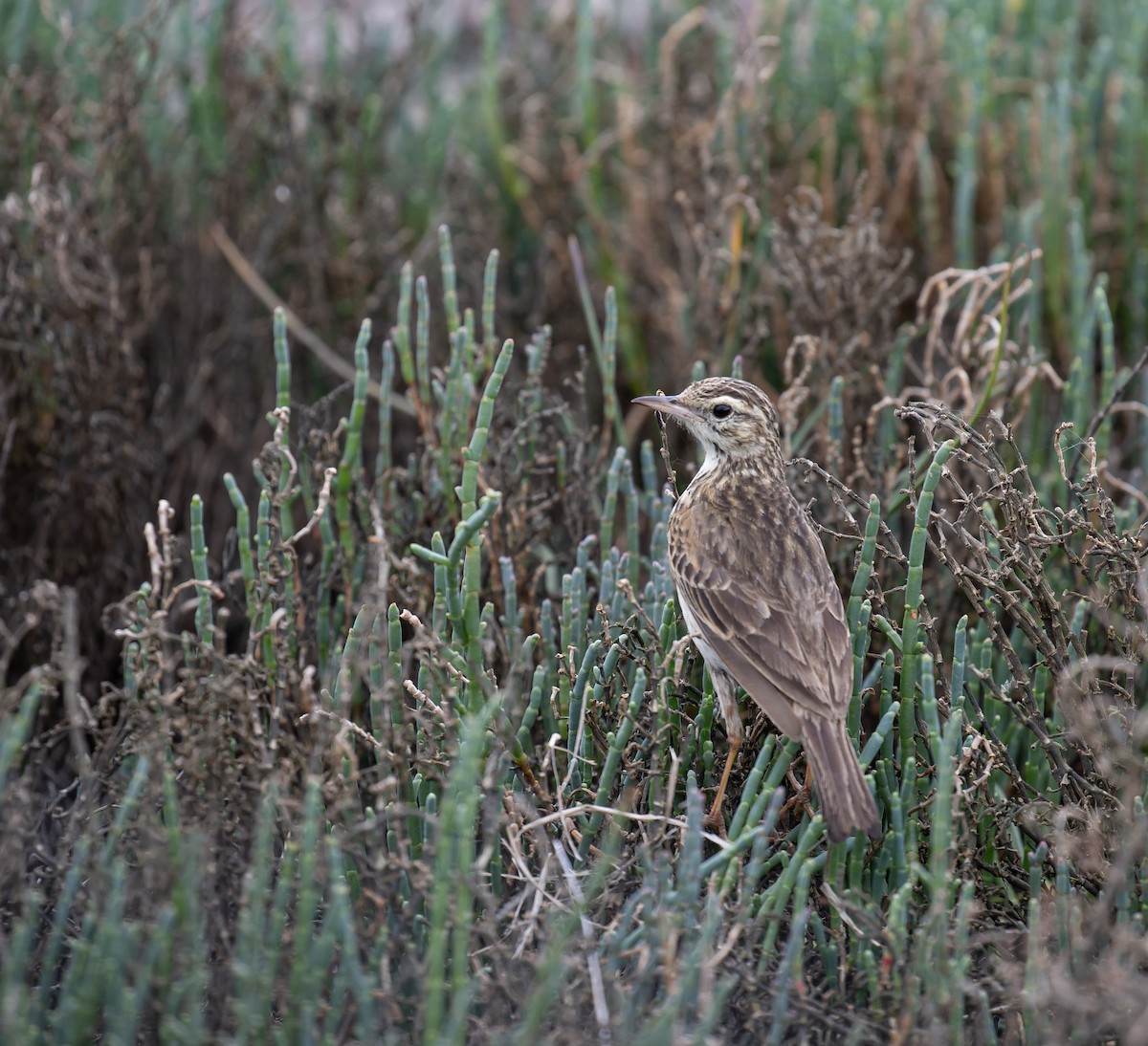 Australian Pipit - ML644454929