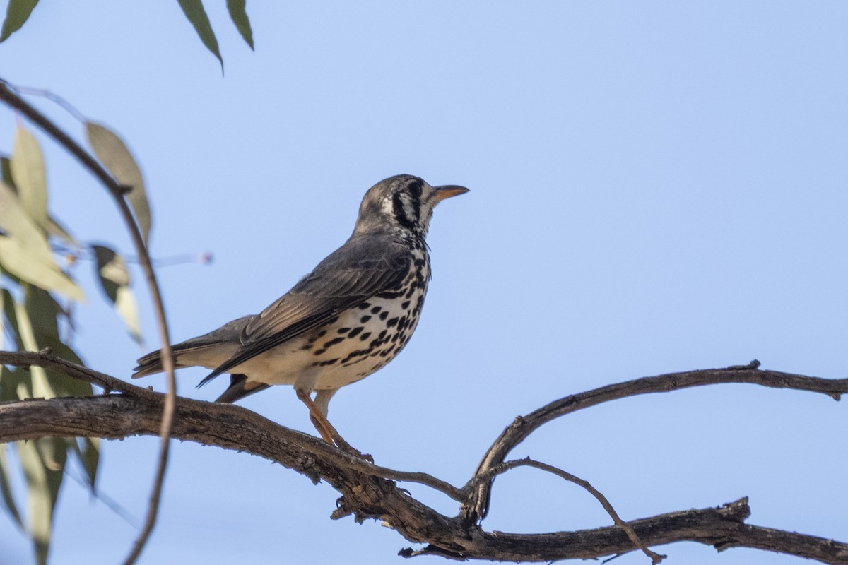 Groundscraper Thrush - ML644454930