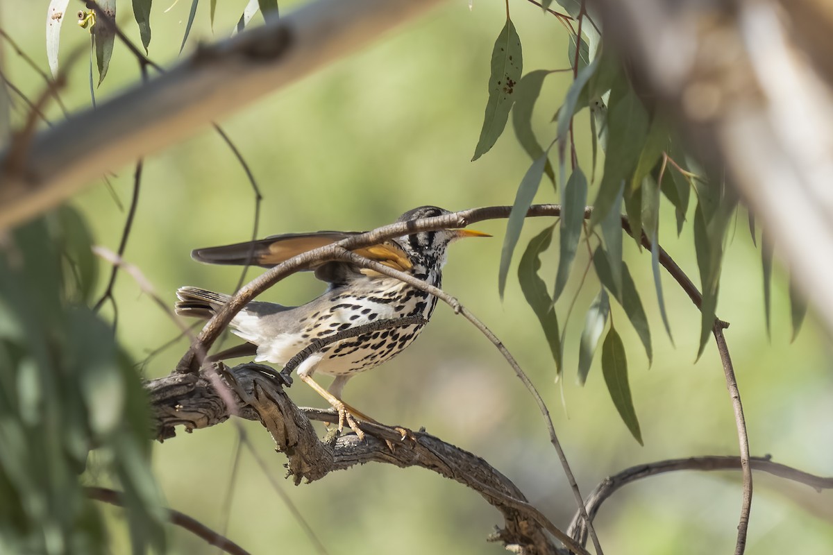 Groundscraper Thrush - ML644454931