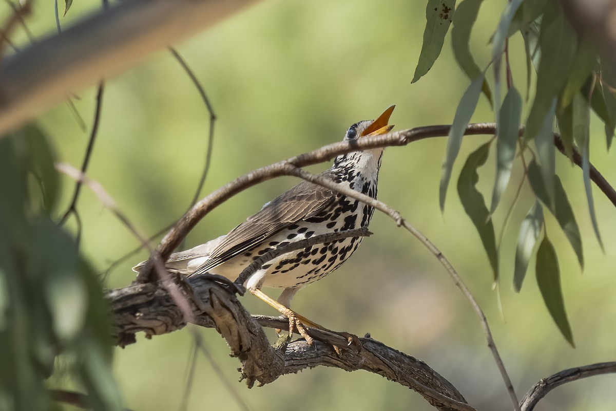 Groundscraper Thrush - ML644454932