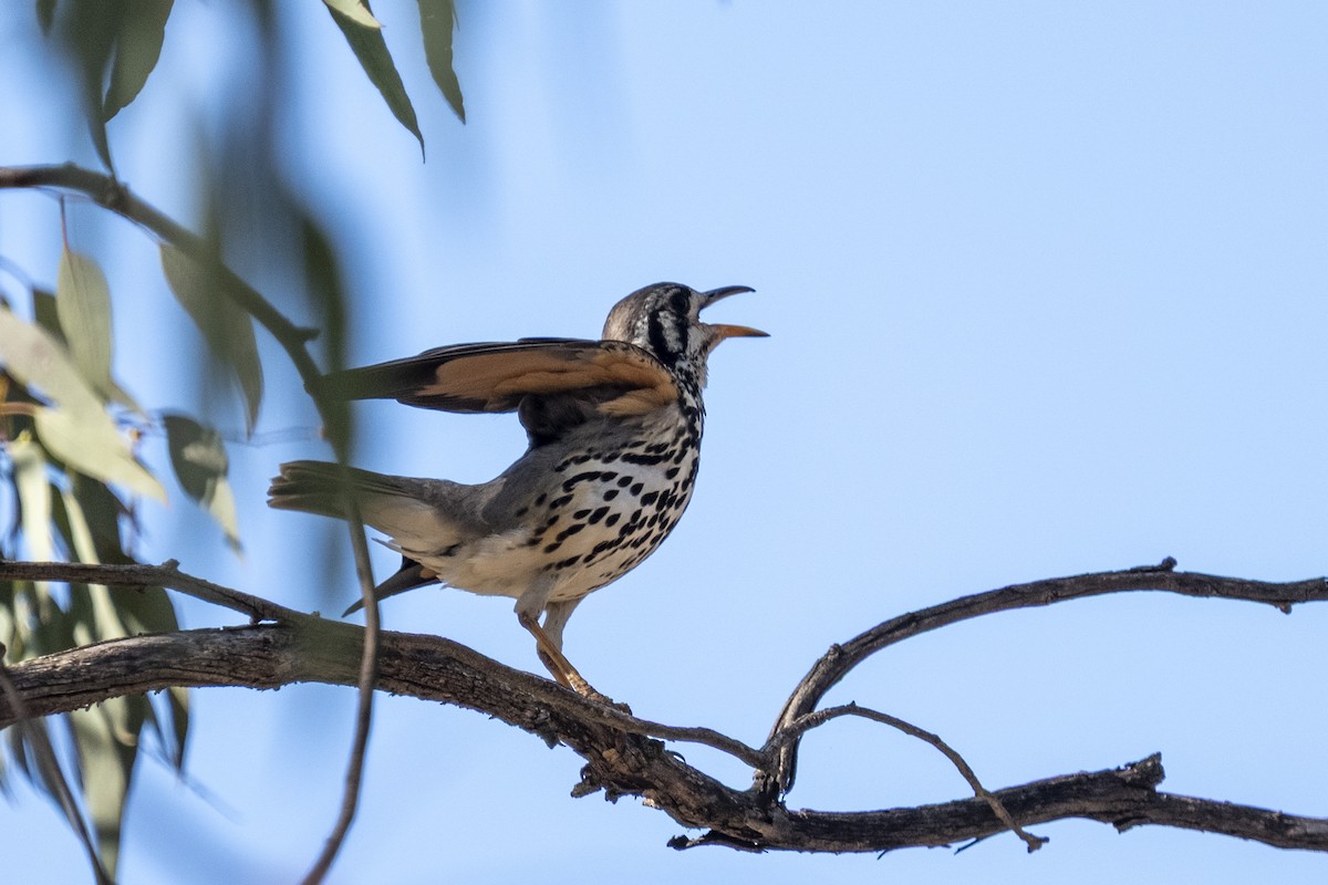Groundscraper Thrush - ML644454933