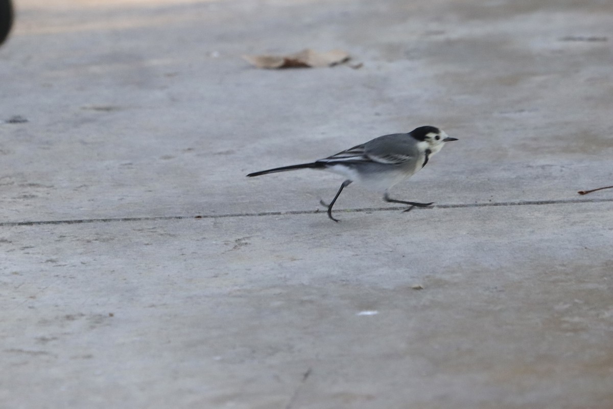 Хөх цэгцгий - ML644454955