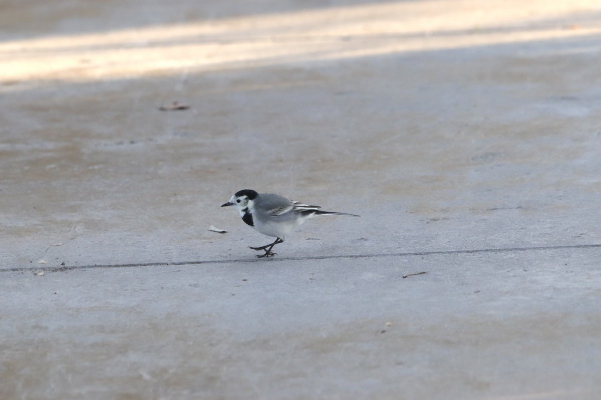 Хөх цэгцгий - ML644454956