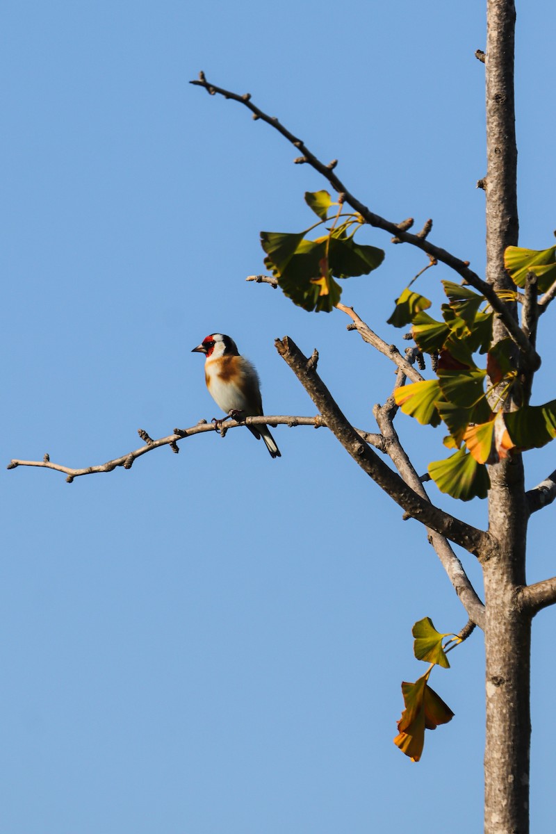 Бор бужирга - ML644454957