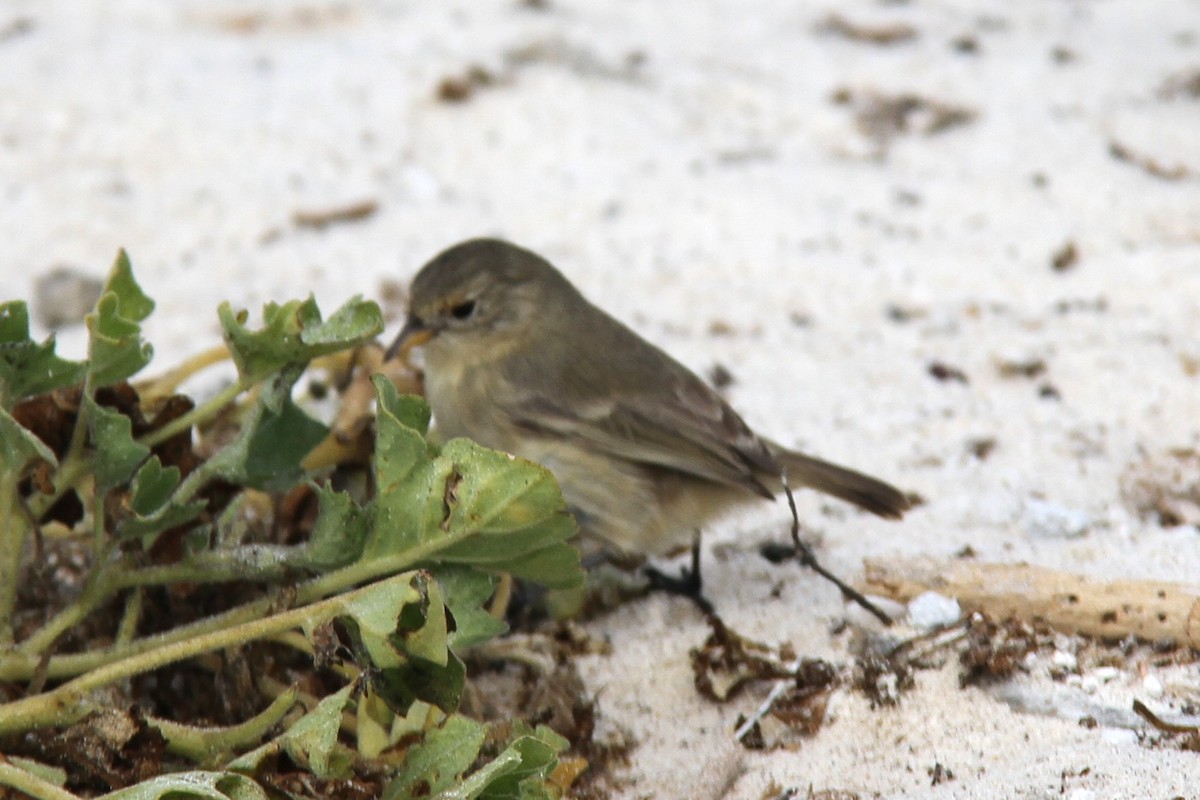 Gray Warbler-Finch - ML644454958