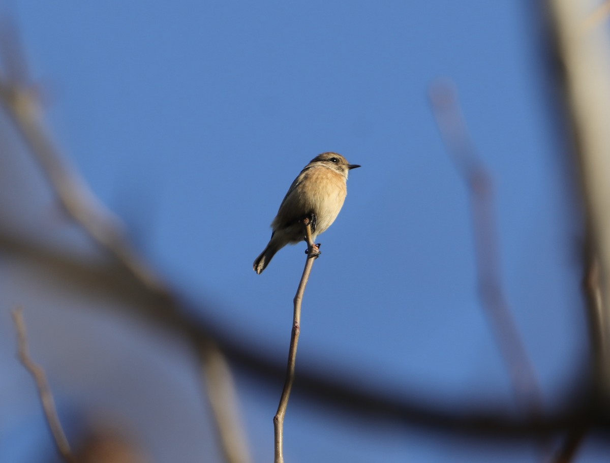 European Stonechat - ML644454959