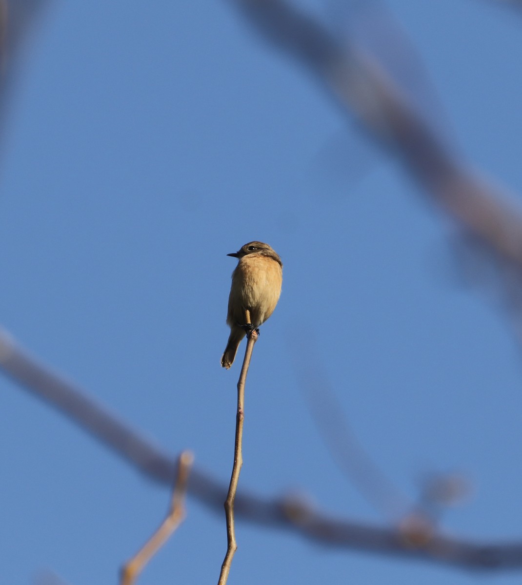 European Stonechat - ML644454960