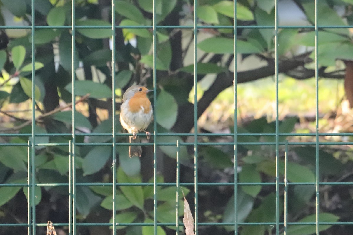 Өрнийн зээрд омруут - ML644454961