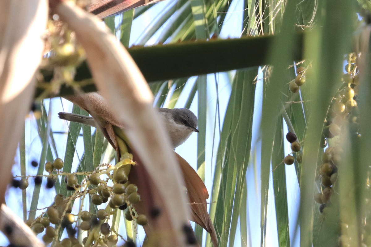 Тарчигнаа зэржгэнэ - ML644454962