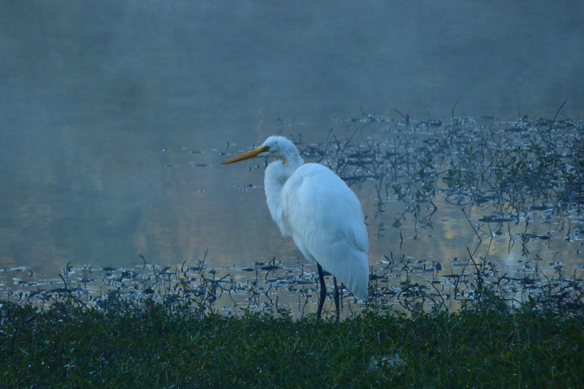 Airone bianco maggiore - ML644454966