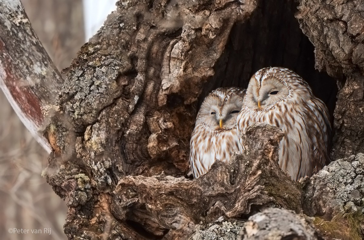 Ural Owl - ML644454970