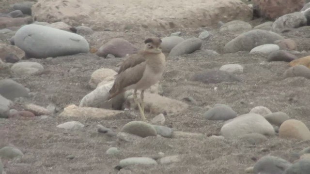 gråtriel - ML644454972