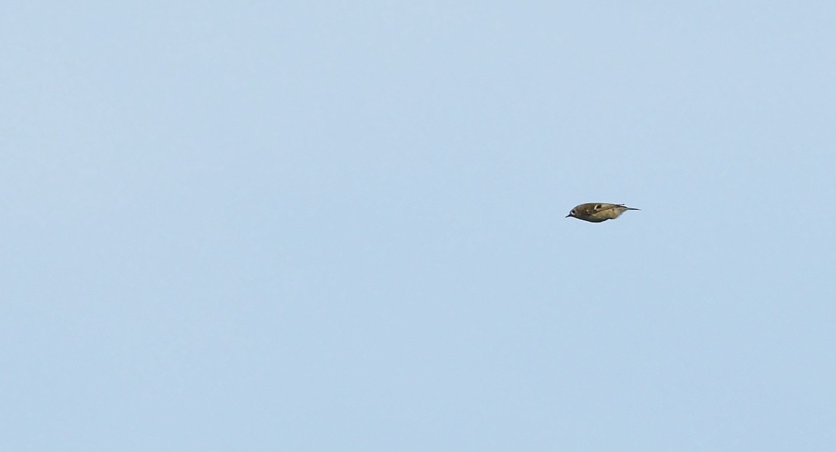 Goldcrest - ML644454973