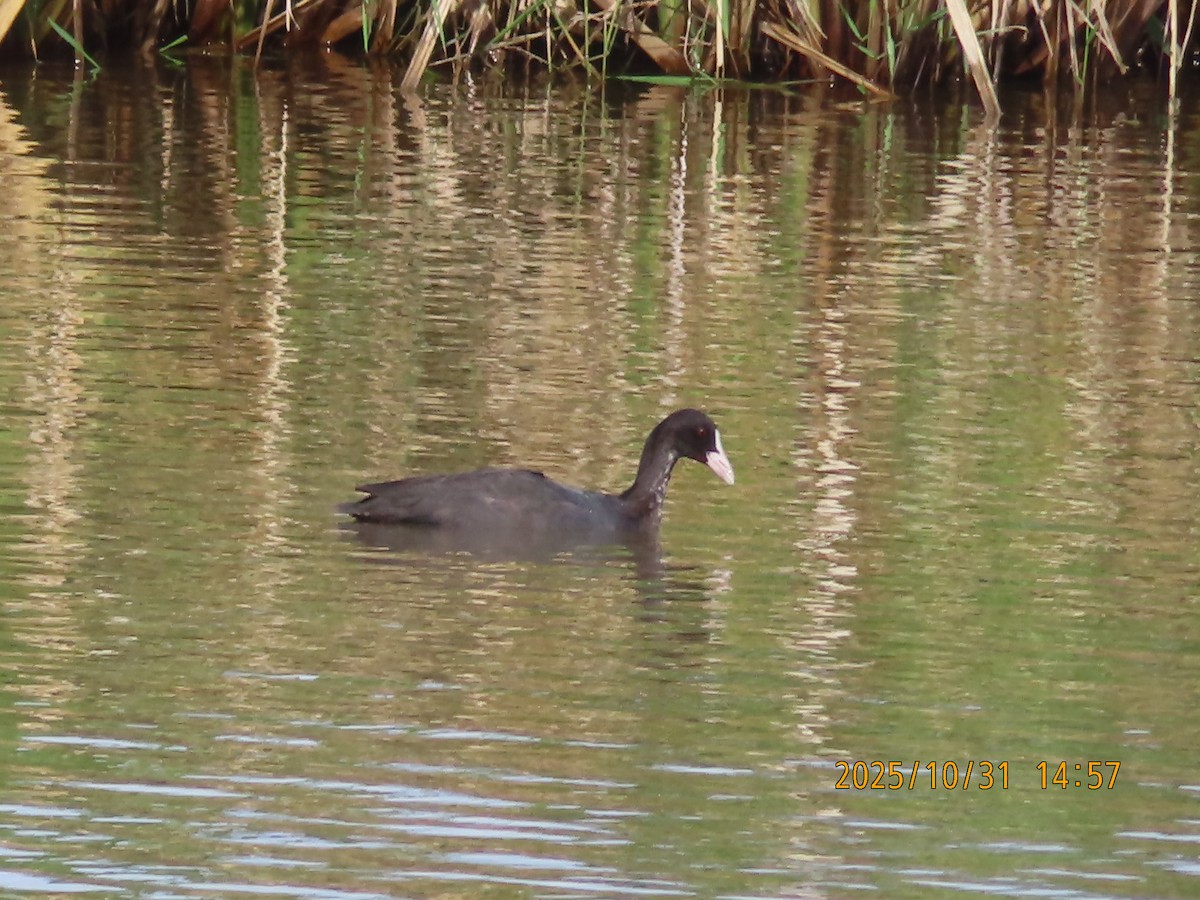 Eurasian Coot - ML644454974