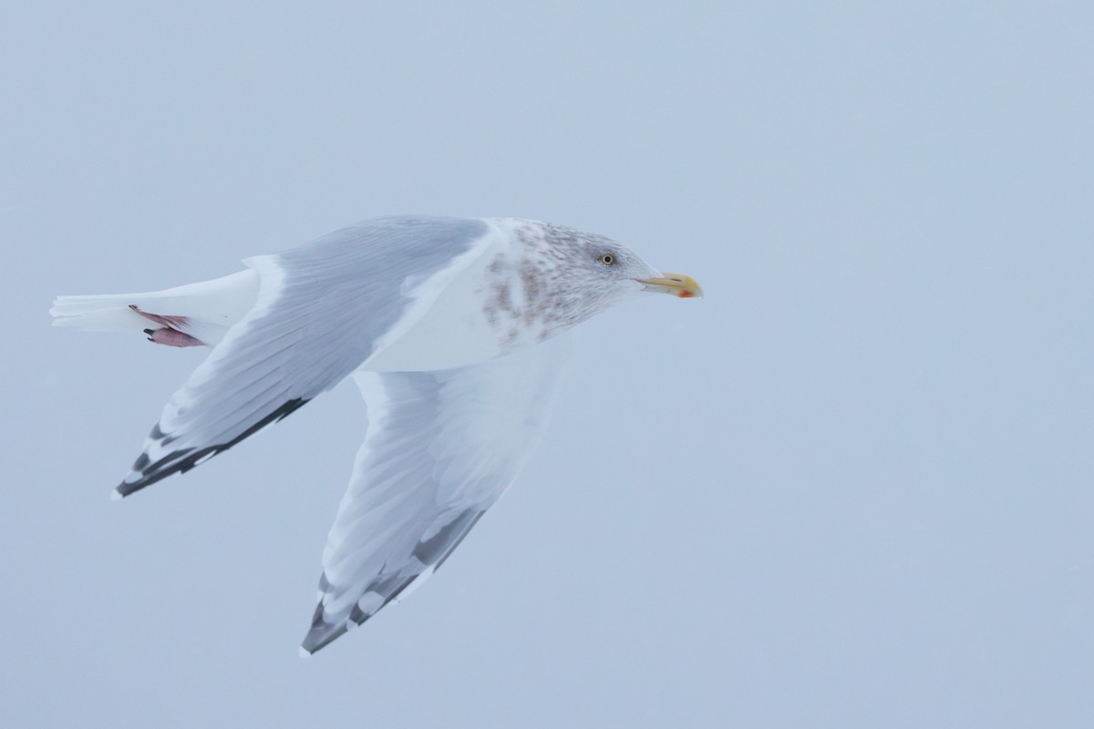 American Herring x Glaucous Gull (hybrid) - ML644454975