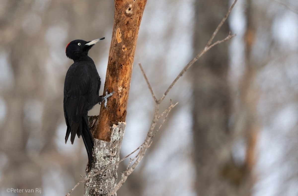 Black Woodpecker - ML644454976