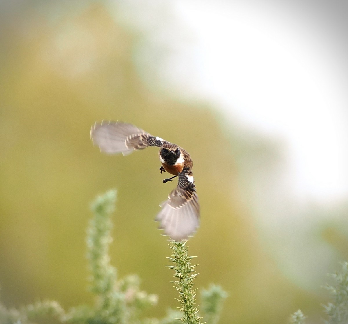 European Stonechat - ML644454978