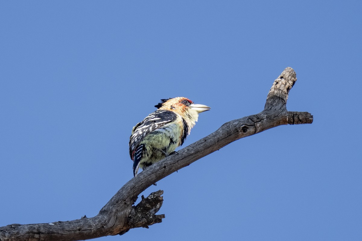 Crested Barbet - ML644454979