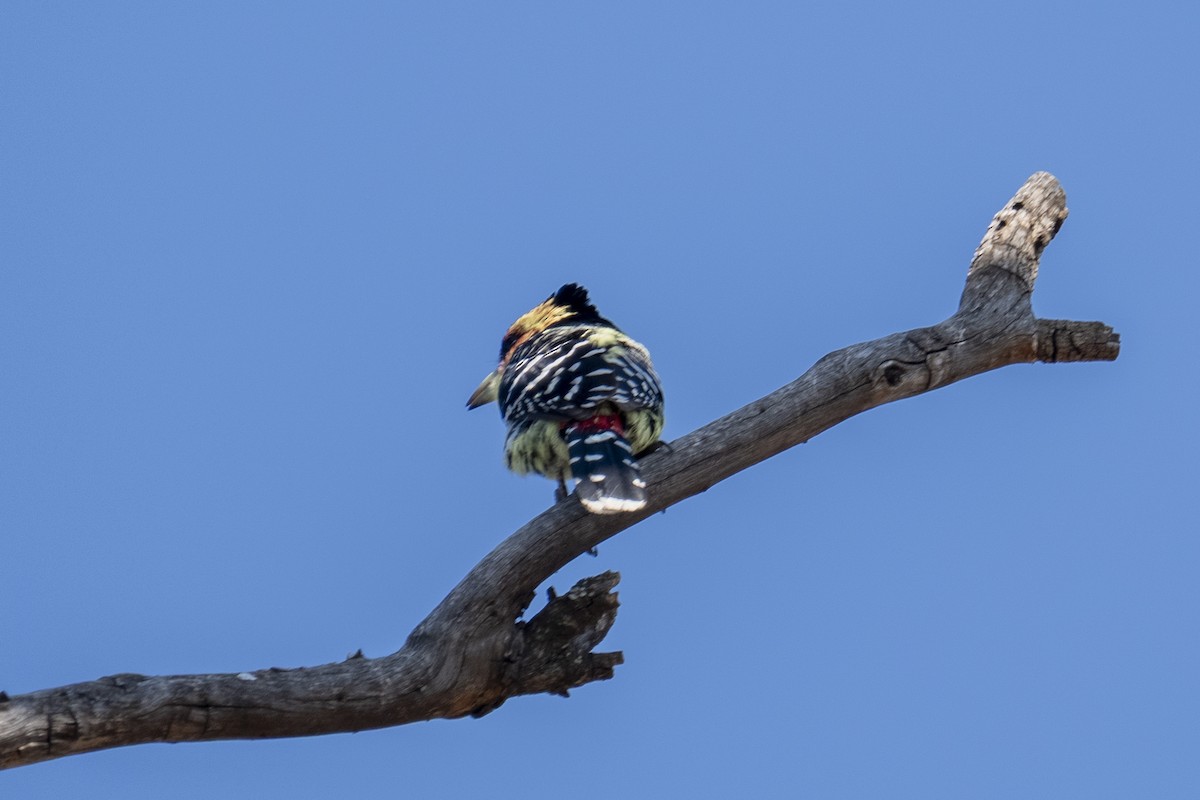 Crested Barbet - ML644454980