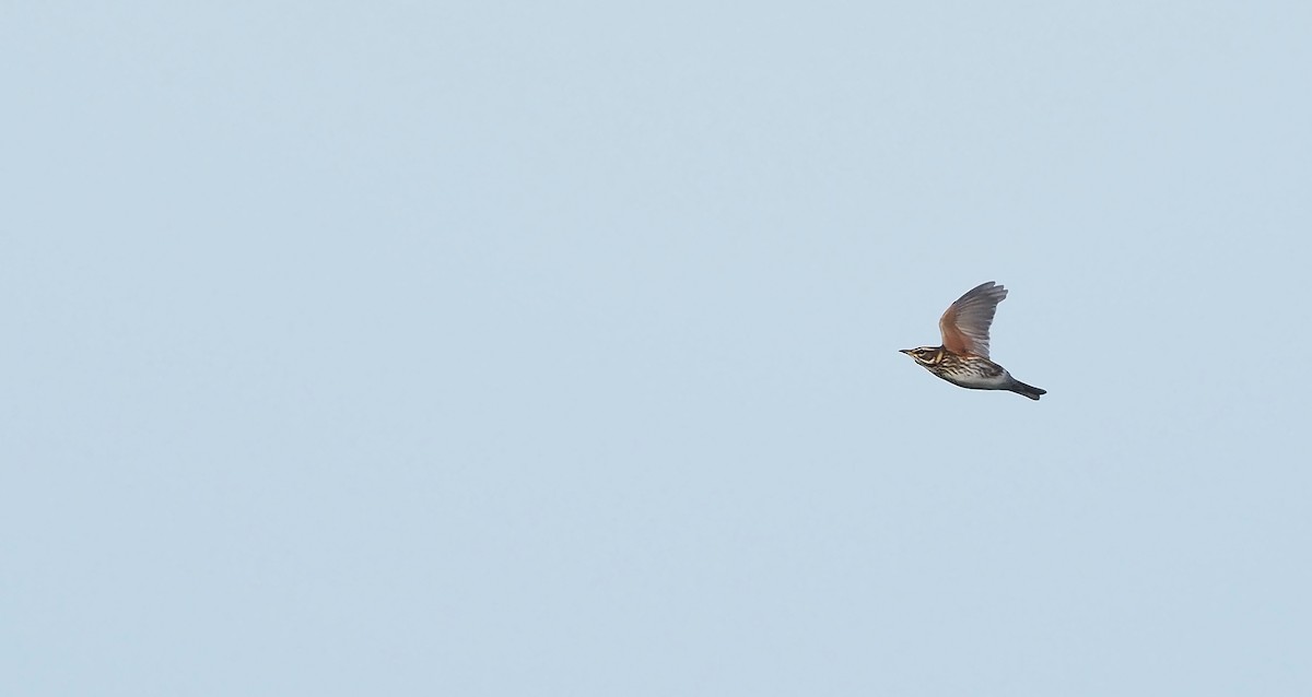 Redwing - ML644454983